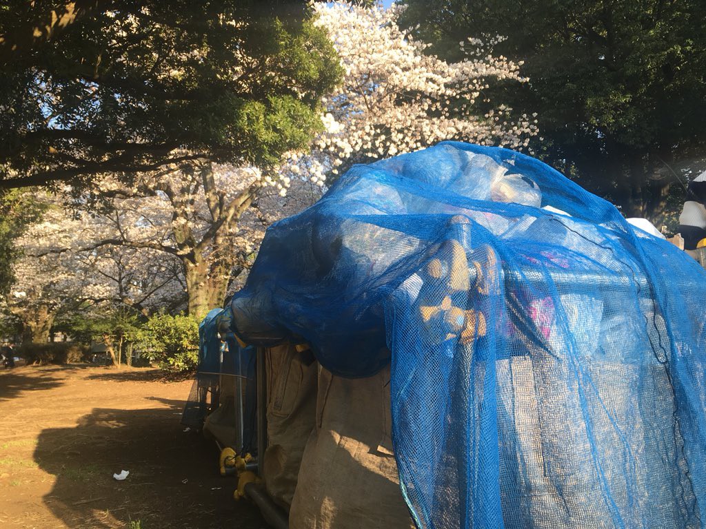 Đi ngắm hoa anh đào rồi để lại cả núi rác, đến người dân Nhật Bản cũng phải lắc đầu ngao ngán khi thấy những cảnh này